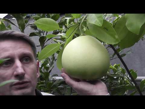Video: Hur Man Planterar En Pomelo