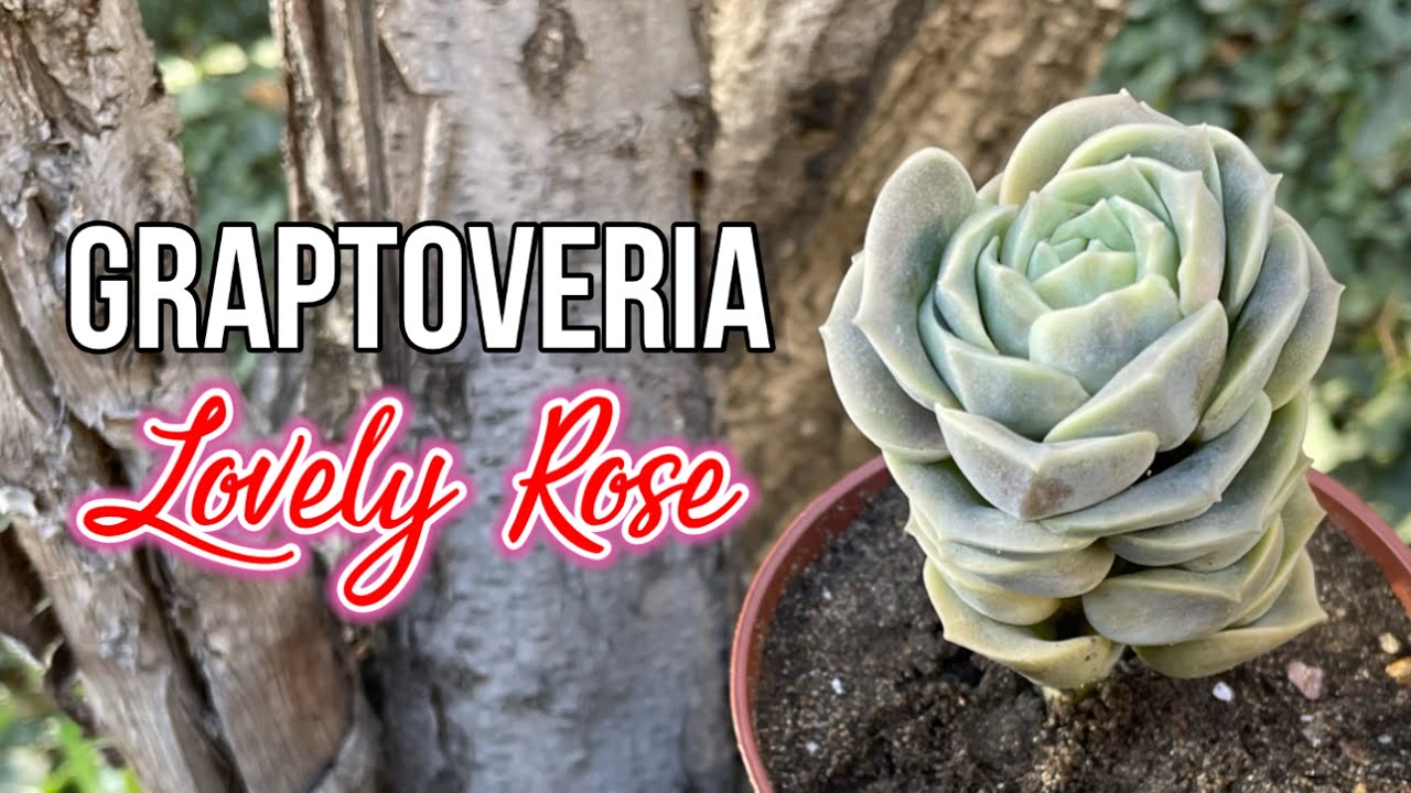 GRAPTOVERIA LOVELY ROSE | Cuidados
