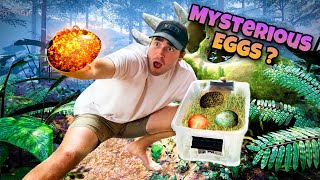 MYSTERIOUS EGGS FOUND ABANDONED BY MOTHER  WHAT ARE THEY 