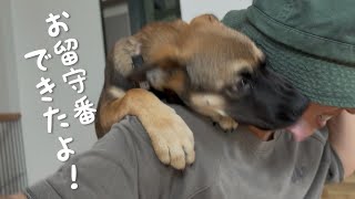 留守番を覗いたら、問題児は仔犬ではありませんでした