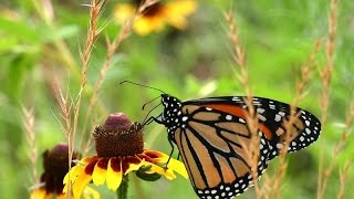 The Incredible Story of the Monarch Butterfly  Four Wings and a Prayer