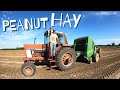 Picking Peanuts and Baling The Hay