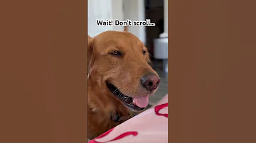 Wait Shiloh Goldenretriever Dogshorts 