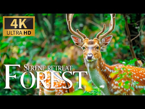 Serene Retreat Forest 4K 🦒 Discovery Relaxation Incredible Animals Film with Soothing Relax Music