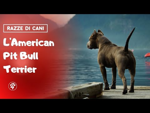 L&rsquo; American Pit Bull Terrier - Scheda Razza | Amoreaquattrozampe.it