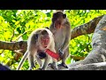 Hard life of baby monkey that mother and father always make love due to wanting one more baby 03