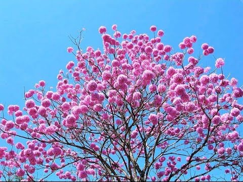 O ipê-rosa é uma árvore brasileira - thptnganamst.edu.vn