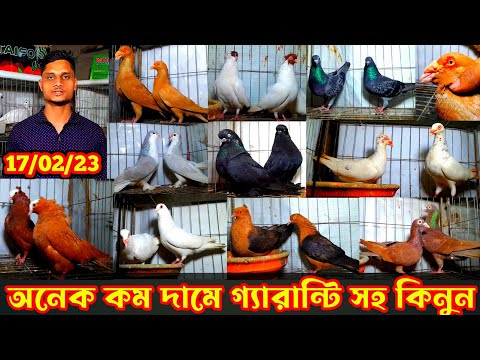 অনেক কম দামে গ্যারান্টি সহ কবুতর কিনুন আকাশ ভাইয়ের খামার থেকে ফেন্সি কবুতর