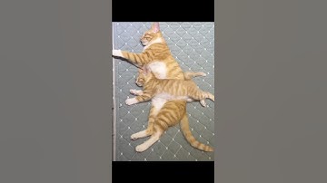 Kung Fu Cat Master of the Paw-fu! 🥋🐱#kungfucat #catsoftiktok #ninjacat #catskills  #short