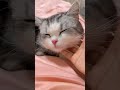 Adoring Catty #Catty #Cat #CatLife #MeowDaily #KittenCentral #FunnyAnimals #catty #catvideos