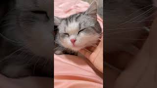 Adoring Catty #Catty #Cat #CatLife #MeowDaily #KittenCentral #FunnyAnimals #catty #catvideos