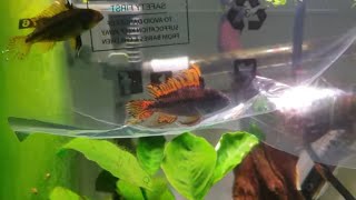 How To Breed Cockatoo Cichlids. Apistogrammas. Part 1