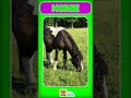 Horse Sound 🐴 Neigh Neigh Song for Kids