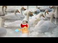 ガリガリ君 2019年「年末篇」（15秒）