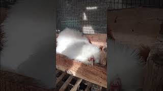 white silkie incubate the egg #silkiechicken #incubator #egg #animals #pets #cute #viral #shorts