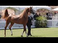  royal arabians  get to know their reality from within 