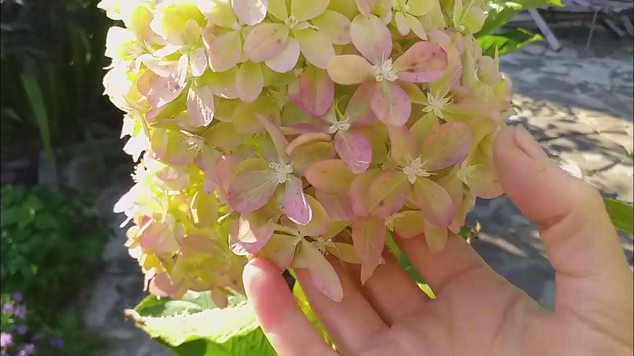 ЦВЕТЕНИЕ ГОРТЕНЗИЙ! 36 сортов #гортензии - YouTube
