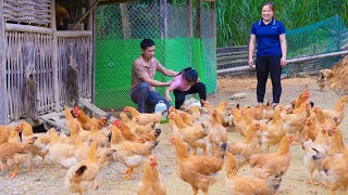 Making the coop floor, CHECKING THE CHICKENS, Harvesting cauliflower - Harvesting chives