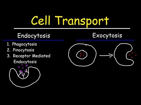 Видео: Difference Between Endocytosis And Receptor Mediated Endocytosis