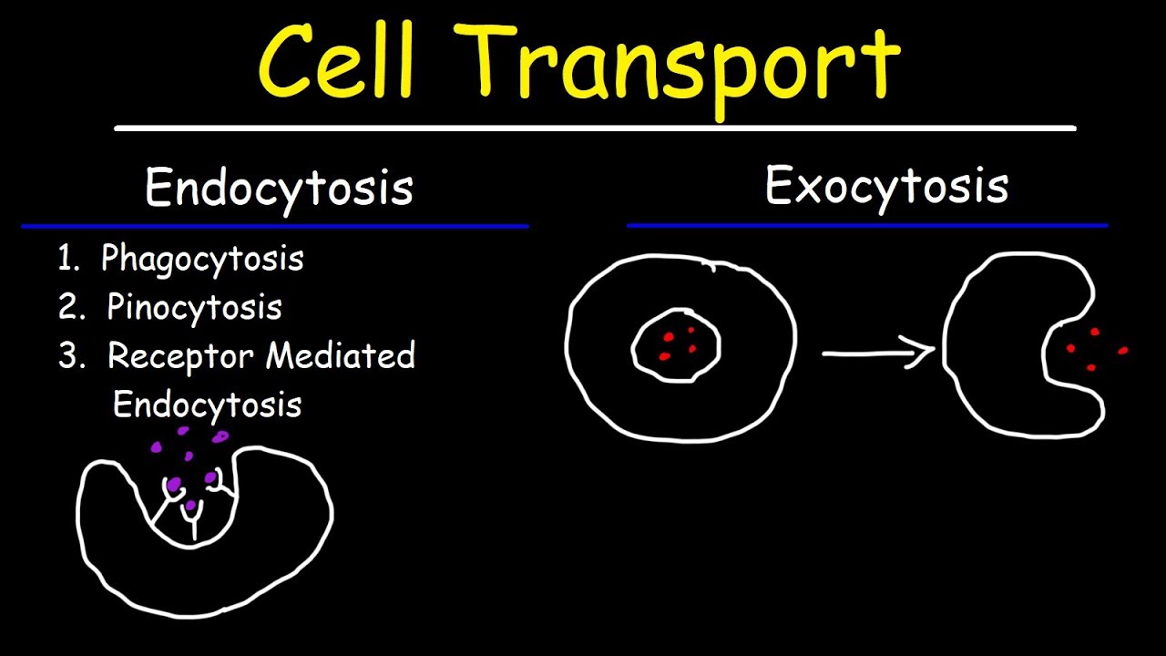 Cell Transport Endocytosis Exocytosis Phagocytosis And Pinocytosis Youtube