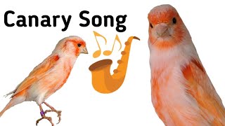 Canary Singing 