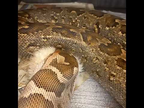 Python pimbura ❤indian rock Python