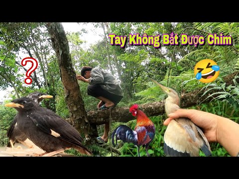 Video Gài Bẫy Gà Rừng Nuôi Thêm Đôi Sáo Đen Non | Dân Tộc... - youtube