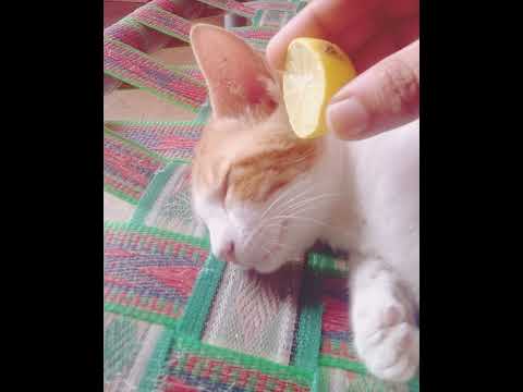 Lemon prank with my cat Raja