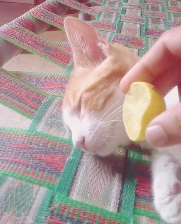 Lemon prank with my cat Raja