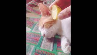 Lemon prank with my cat Raja screenshot 5