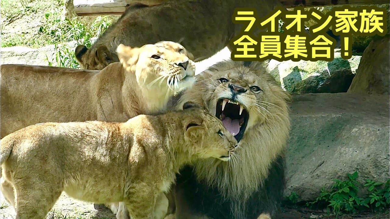 Lion family gathers around Earth the dad [Non Hoi Park] Lion
