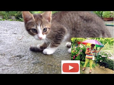 ГАЛЯ ТАГАЕВА Кошка