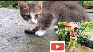 ГАЛЯ ТАГАЕВА Кошка тигра и ее котята 1 Принесла котёнку мышку ГАЛЯ ТАГАЕВА Кошка тигра и ее котята 1 Принесла котёнку мышку