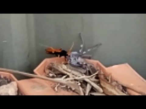 Wild Australia: Spider