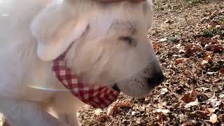 番犬を頑張るルンルン greatpyrenees グレートピレニーズ