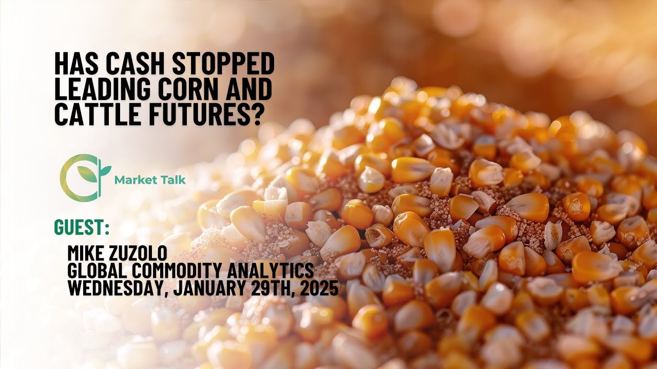 Has Cash Stopped Leading Corn and Cattle Futures? - YouTube