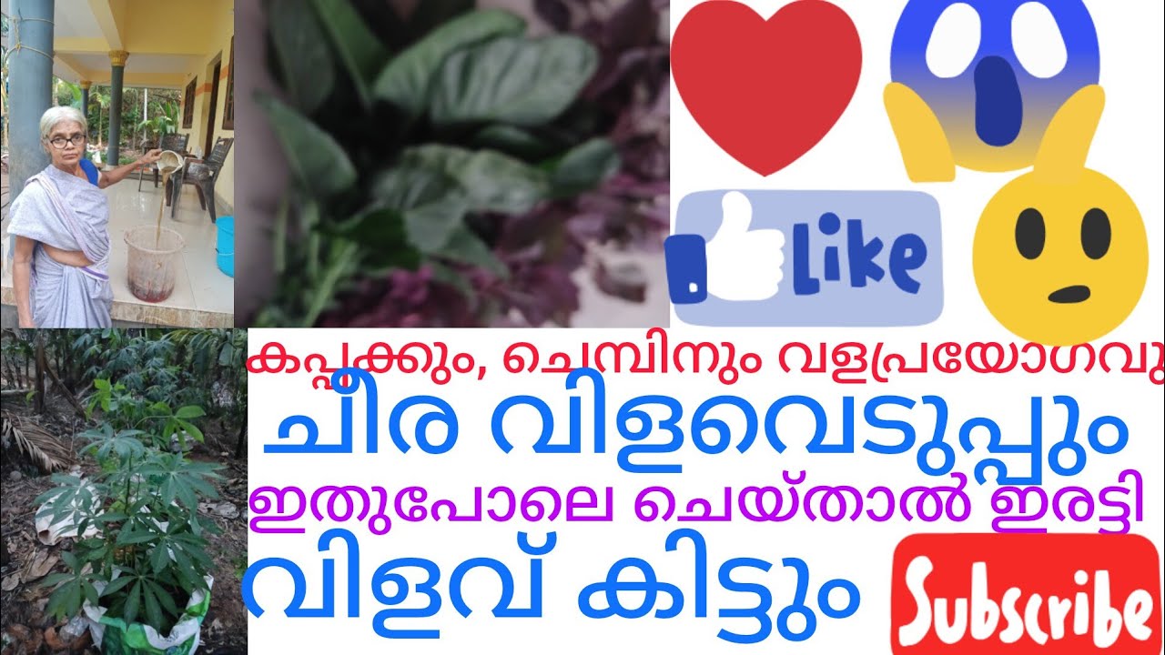 കപ്പക്കും, ചെമ്പിനും വളപ്രയോഗവും ചീര വിളവെടുപ്പും 