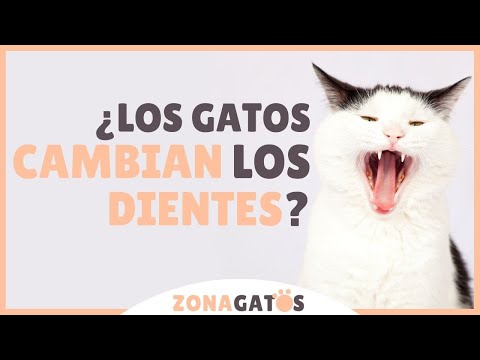 Video: Cuando Los Gatitos Cambian Sus Dientes, A Qué Edad Cambia La Leche A Dientes Permanentes, Cómo Cuidar A Una Mascota Durante Este Período