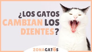 ¿Los GATOS CAMBIAN los DIENTES?