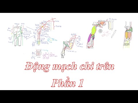 Bài 6 : Động mạch chi trên phần 1