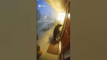 Unexpected Guest at My Door 😨 Bear Visit Caught on Camera!