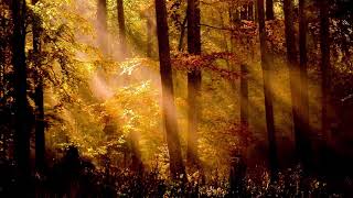Angel Dreams Healing Song 15 Minute Meditation Relaxation Dreaming
