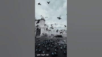 تلاوة من سورة يوسف بصوت عمر ضياء الدين