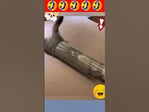 Смешние животние - YouTube