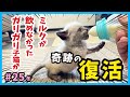 【子猫 奇跡に感動】ガリガリでミルクを飲めなかった子猫が、完全復活のミルク姿を見せる日‥。真冬に保護した赤ちゃん猫たちの成長記録。(冬25)