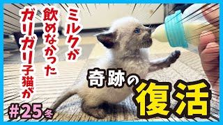 [Kitten Miracle] The day the kitten, who was too skinny to drink milk, makes a full recovery (No.25)