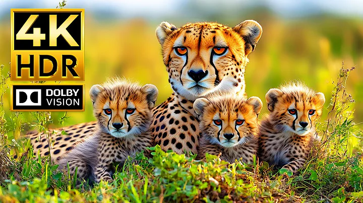 Incredible Animal Kingdom in 4K HDR – 60FPS Dolby Vision | Cinematic Sound