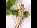 Cicadas of Illinois