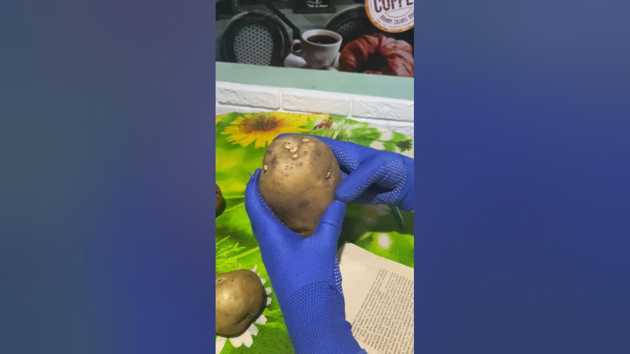 Подготовка клубней картофеля к посадке - YouTube