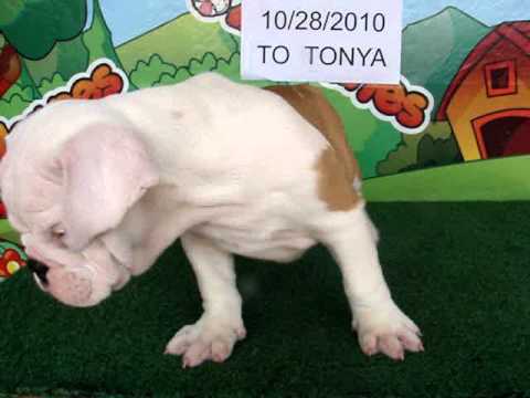 English bulldog For Sale - Den - http://www.bullcanes.net - ceo@bullcanes.net puppy paradise